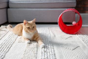 Fototapeta premium Cute cat resting on carpet and toy tunnel at home
