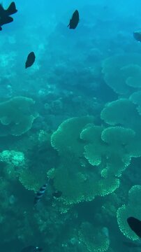 Bannerfish and surgeonfish swim together over coral reef, vibrant yellow and black bannerfish gliding alongside striped surgeonfish near branching coral in clear tropical water,Bali,vertical video