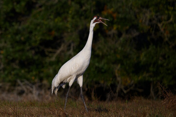 Fototapeta premium Whooping Crane Calling