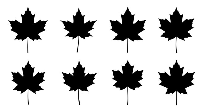 Collection of black maple leaf silhouettes.