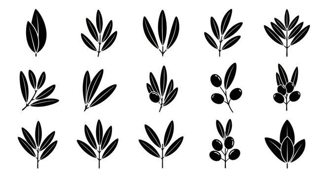 Collection of various olive tree leaves.