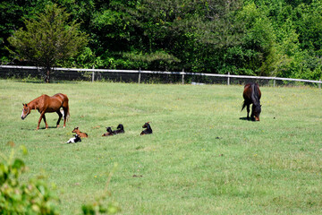 Naklejka premium horses grazing in a field