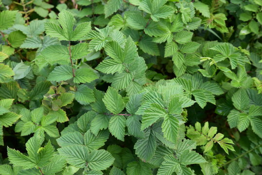 Filipendula ulmaria au printemps