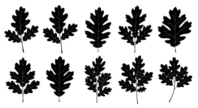 Collection of various oak leaf silhouettes.