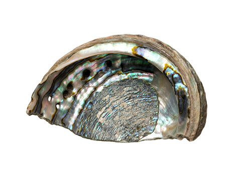 Iridescent abalone shell displayed against a transparent background