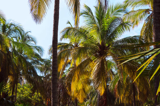 Sunbeams passing through palm trees on a tropical beach, Colombia