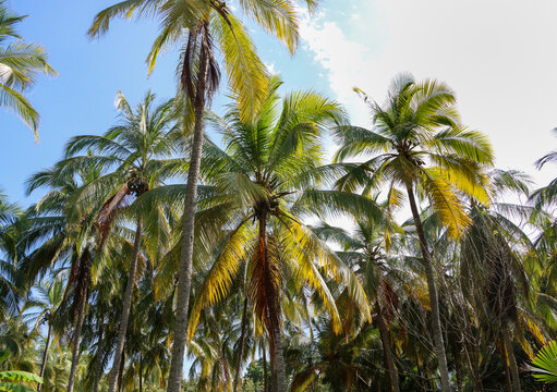 Palm Trees in Tayrona National Natural Park, Colombia