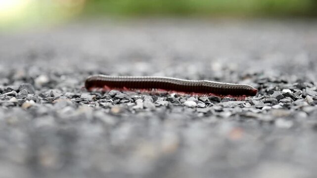 A closeup photo of a millipede crawling on gravel, showcasing its segmented body and numerous legs.