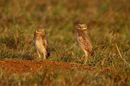a family of Athene cunicularia in the Colombian plains