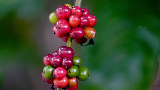 Freshly picked coffee berries hanging from a branch, with lush greenery in the background 