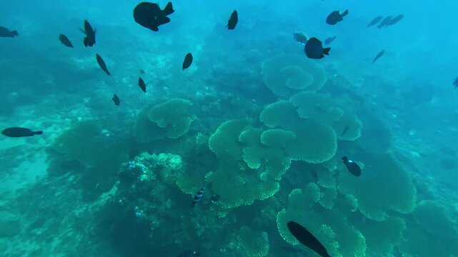 Large table coral spreading over reef, broad flat coral colony forming plateau over rocky seabed with scattered fish and clear turquoise shallow water, serene underwater landscape, Amed,Bali,Indonesia
