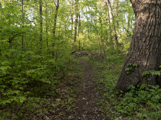 Narrow dirt hiking trail winding through a lush green deciduous forest with a large textured tree trunk in the foreground during bright daylight © Donald