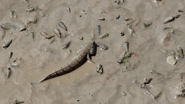A mudskipper fish on mud flats, showing details of texture and environment 