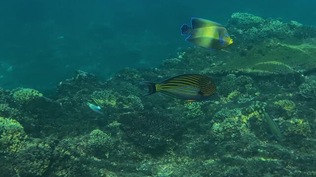 Large table coral spreading over reef, broad flat coral colony forming plateau over rocky seabed with scattered fish and clear turquoise shallow water, serene underwater landscape, Amed,Bali,Indonesia