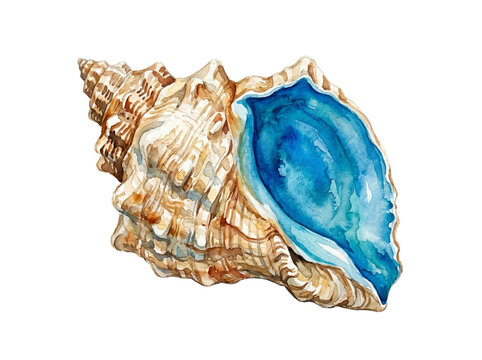 Gorgeous watercolor seashell illustration with blue inner spiral
