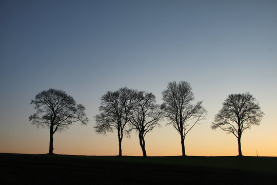 Silhouettes of leafless trees standing along a horizon at sunset under a clear evening sky. Minimal rural landscape with calm atmosphere and strong natural composition.