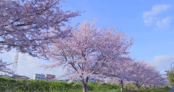 青空に映える満開の桜並木と堤防の風景