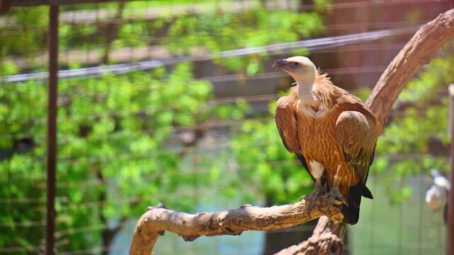Vulture perches on branch, spreads wings in enclosure