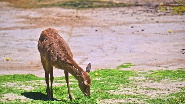 Young deer grazes on patchy green grass