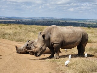 white rhino and calf © HEIDI