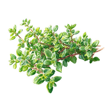 Garden Thyme watercolor vector, hand-painted style, high-quality illustration isolated on white background.