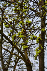 Fototapeta premium Tree branches with young green buds against the sky