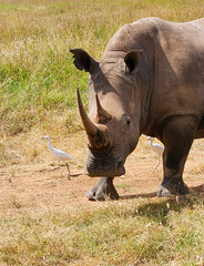 rhino in the wild © HEIDI