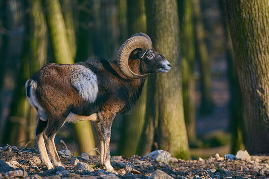 Amazing european mouflon ,, ovis aries musimon ,, in its natural environment, Carpathian forest, Slovakia