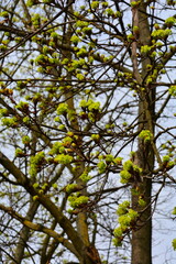 Obraz premium Dense greenish-yellow maple inflorescences on thin branches against a light sky