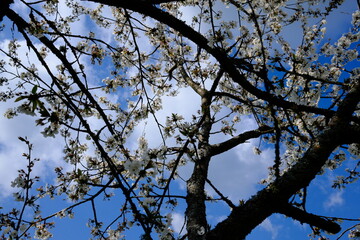 Obraz premium White cherry blossoms swaying in wind against bright blue sky. White sweet cherry blossoms on sunny day, close-up