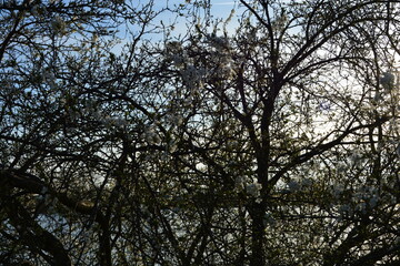 Naklejka premium Dense branches of a blooming spring tree with small white flowers against a bright sky