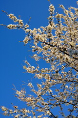 Fototapeta premium White cherry blossoms swaying in wind against bright blue sky. White sweet cherry blossoms on sunny day, close-up