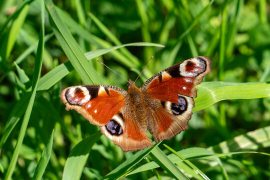 A slightly damaged peacock butterfly (Aglais io) at rest on a blade of grass.  Wings wide open on display