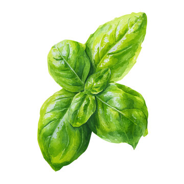 Basil Leaf watercolor drawing vector, premium quality illustration on a clean white background.