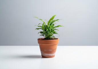 Fototapeta premium Potted green houseplant with long leaves on white surface