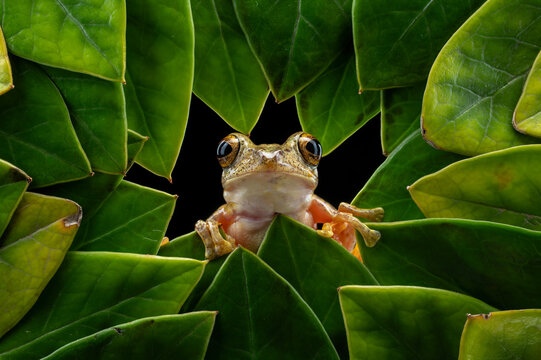 A curious four-lined tree frog (Polypedates leucomystax) peeking through a frame of green leaves.