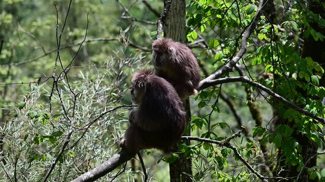 Two Wild Macaques Grooming on Tree Branch in Sichuan Forest, Yele Lake Area