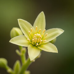 Fototapeta premium Closeup of a beautiful yellow flower with detailed petals and stamens.