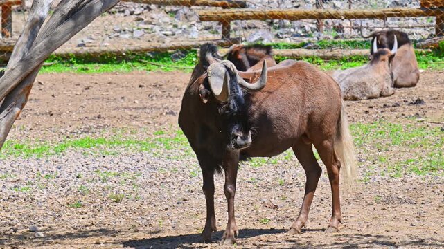 Wildebeest stands alert in dusty enclosure