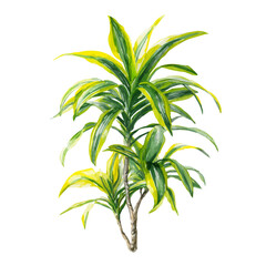 Fototapeta premium Watercolor Lemon Lime Dracaena vector, artistic painting style, high-resolution illustration on a pure white background.
