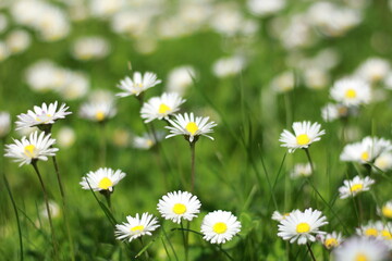 Fototapeta premium Fresh spring meadow with white daisy flowers