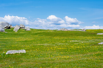Obraz premium Wildflower meadow between Dogs Bay and Gurteen Bay near Roundstone, Connemara, Ireland. Yellow buttercups, green grass and limestone boulders on the Wild Atlantic Way.