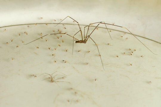 brown long legged spider with tiny spiderlings on off white surface, arachnid with offspring, side view with soft focus, pest control concept