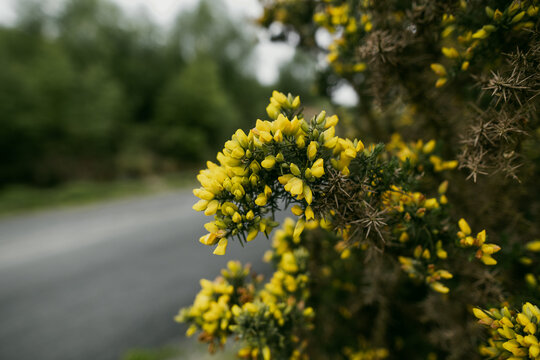 Close-up of blooming common gorse beside a quiet road in Wicklow National Park, Ireland. A spring nature image about native wild plants and seasonal countryside detail.