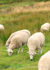 Fototapeta premium Sheep, flock or livestock eating on grass field in nature for natural growth, food or resources. Pack, animals or agribusiness with greenery in habitat or countryside for agriculture or production