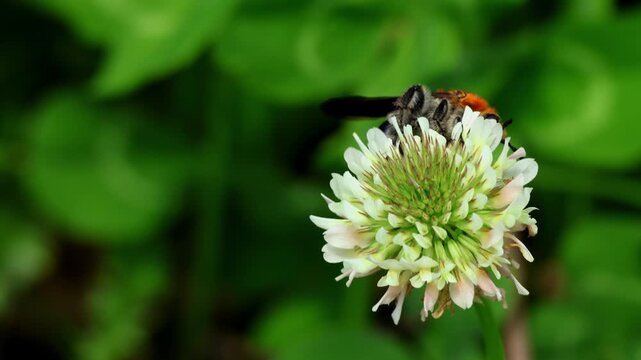 Close up video of a female Megacampsomeris asiatica wasp actively pollinating Trifolium repens white clover flowers during spring season daytime in Himachal Pradesh, India.