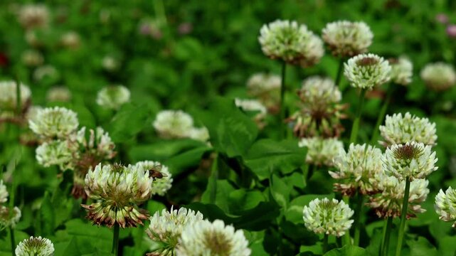 Close up video of wild honey bees actively pollinating white clover flowers, scientifically known as Trifolium repens, during spring season daytime in Himachal Pradesh, India.