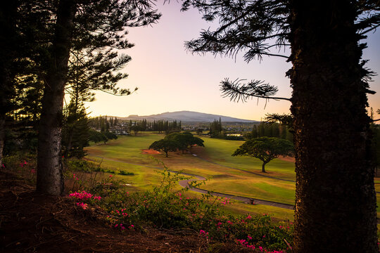 sunrise amid the Monkeypod and Cook Pine trees at Kapalua, Maui, Hawaii