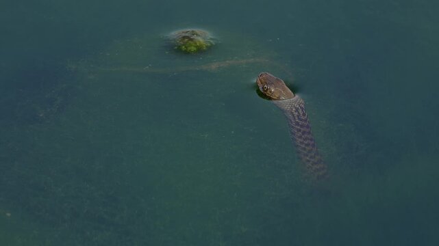 Close up wildlife video of a Checkered Keelback snake raising its head above algae covered freshwater river water during winter season in Himachal Pradesh, India.