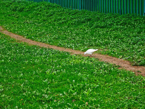 Lonely pigeon on the diagonal path green lawn background
